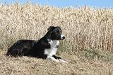 BORDER COLLIE 170